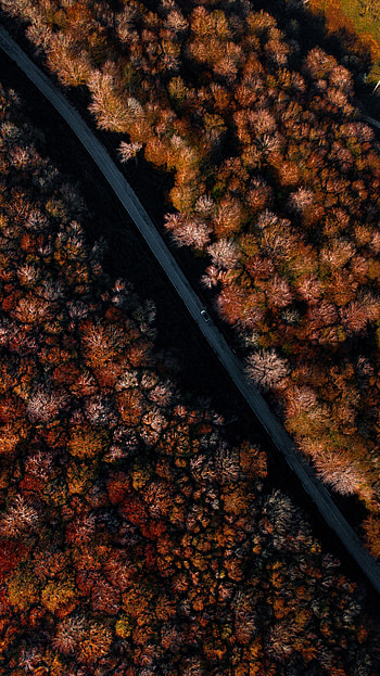 Nature, Trees, Autumn, View From Above, Road, Forest HD phone wallpaper