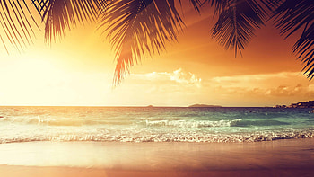 Sunset , Gilded palm trees, Tropical beauty, Nature's canvas HD wallpaper