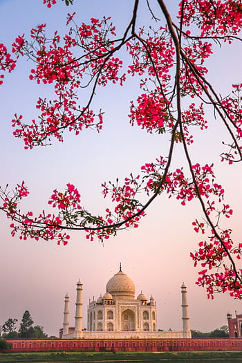 Iconic Taj Mahal with vibrant pink flowers in foreground, showcasing Islamic architecture. HD phone wallpaper