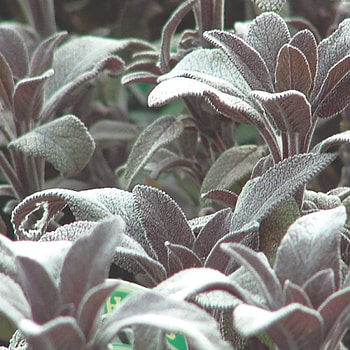 Organic sage plants, Rooted herbs, Natural gardening, Sustainable farming HD phone wallpaper