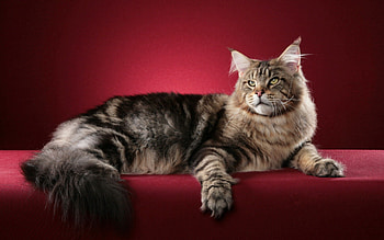 Cat, Animals, Fluffy, Maine Coon, Maine HD wallpaper