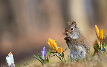 Squirrel between crocuses, Lovely creature, Nature's beauty, Beautiful flowers HD wallpaper