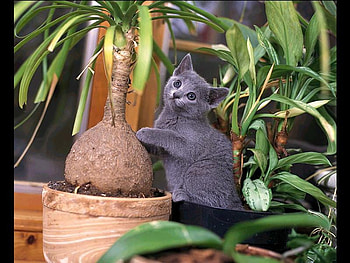 Cat among plants, kitten, plant, cat, nature, pot HD wallpaper