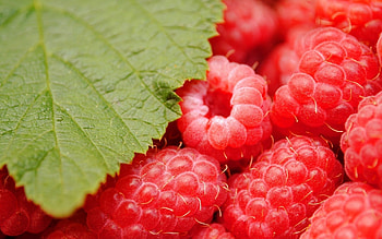 Raspberries , Beautiful graphy, Fresh and vibrant, Nature's bounty HD wallpaper