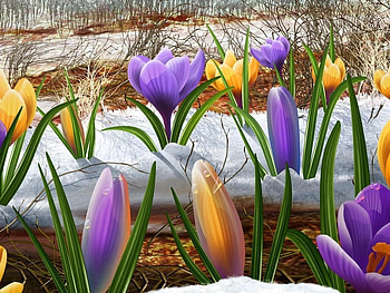 beautiful colors, purple, yellow, colors, beautiful, nature, flowers HD wallpaper