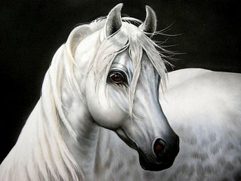 Andalusian Portrait, spanish, andalusian, horses, grey HD wallpaper