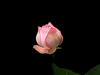Pink louts, portrait, bud HD wallpaper