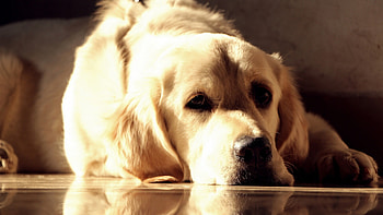 Labrador dog, Beautiful breed, 17 HD wallpaper