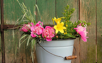 Happy garden gate , peonies, gate, garden, wonderful, fresh, pink, love forever flowers, green, yellow, metal, bucket, nature HD wallpaper