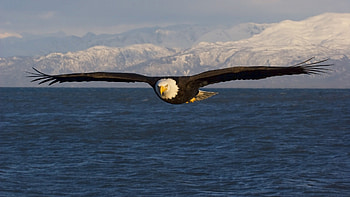 Flying majestically, Soaring through skies, Graceful predator, Stunning aerial display HD wallpaper