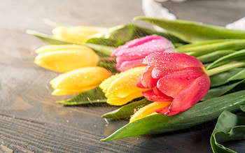 tulip bouquet, spring flowers, tulips, yellow tulips, red tulips, background with tulips HD wallpaper