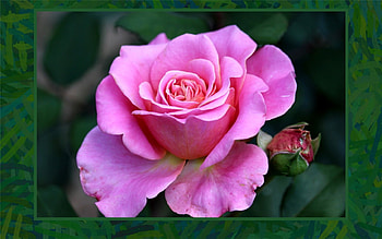 Pink Rose, rose, pink, macro, flower HD wallpaper