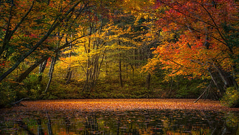 Autumn in Vermont, colors, trees, leaves, usa, fall HD wallpaper