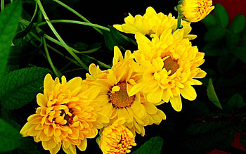 Flowers, Chrysanthemum, Greens, Bouquet HD wallpaper