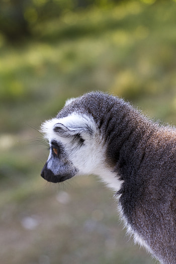 Animals, Grey, Wildlife, Animal, Lemur HD phone wallpaper
