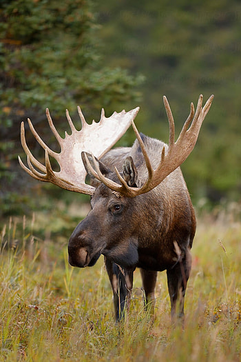 Elk (Animals), Autumn spectacle, Vibrant foliage, Wildlife sanctuary HD phone wallpaper