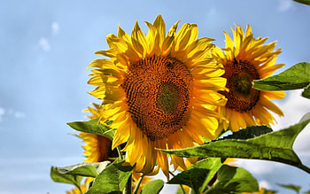 sunflowers windows7, windows7, sunflowers HD wallpaper
