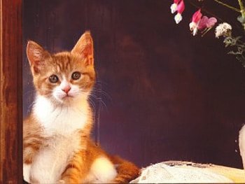 Kitten, cats, kittens HD wallpaper