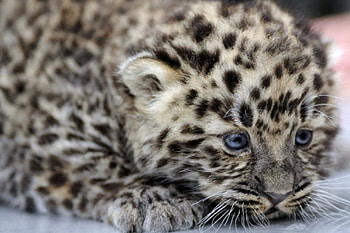 Cute cub, cute, cat, ccc, cub HD wallpaper