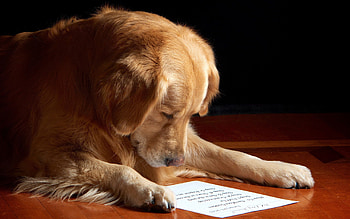Animals, Dog, Muzzle, Sheet, Leaf, Paper, Reading HD wallpaper