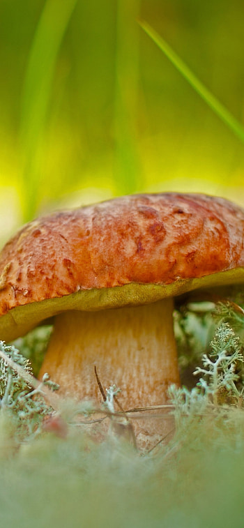 Earth mushroom, Natural wonder, Fungal marvel, Nature's artwork HD phone wallpaper