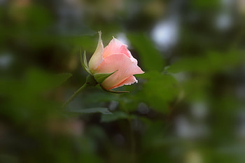 ღ❤ღ, rose, beautiful, macro, flower HD wallpaper
