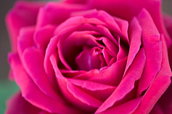 Rose, nature, red, flower HD wallpaper