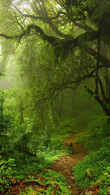 Summer forest, Trees HD phone wallpaper