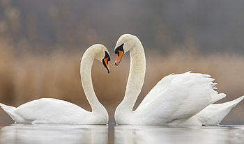 Swan, Animals, Bird HD wallpaper
