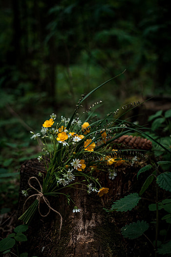Flowers, Forest, Bouquet, Wildflowers HD phone wallpaper