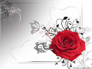 Red Vector, rose, abstract, fantasy, flower HD wallpaper