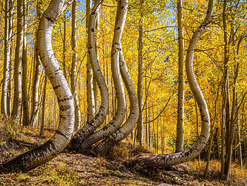 Curved, Aspen Tree HD wallpaper