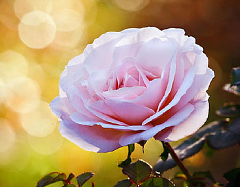 pink rose, delecate, plants, soft, nice, rose, pretty, petals, blossoms, bud, nature, flowers, elegance, blooms HD wallpaper