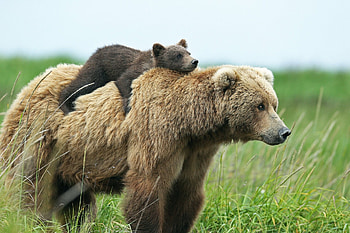 Brown bear, , Nature background, Wildlife graphy HD wallpaper
