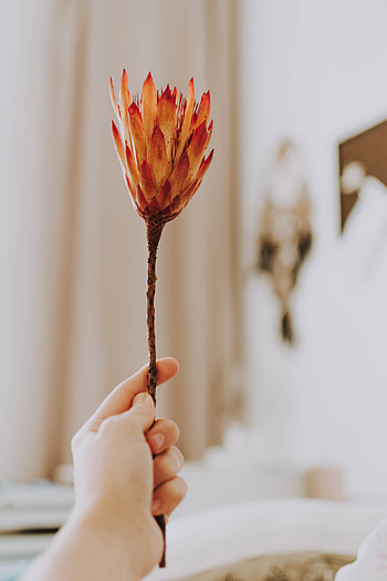 Flowers, Flower, Hand, Protea HD phone wallpaper