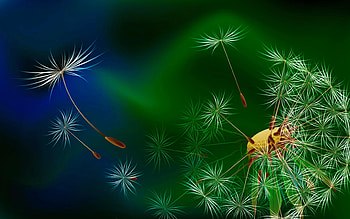 Dandelions, Piture, Flower, Dandelion, Flight HD wallpaper