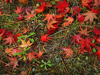 Autumn leaves, utumn, landscape, nature, forest, tree HD wallpaper