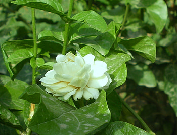 Jasmine, nature, flowers, flower HD wallpaper