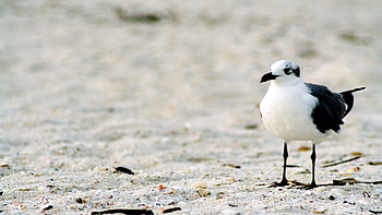Animals, Sand, Bird, Color, Gull, Seagull HD wallpaper