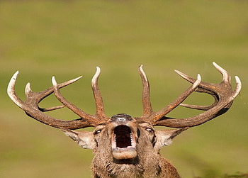 Deer, animal, natur, fall, horn, autumn, antlers HD wallpaper