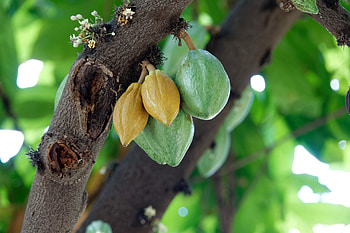Fine cocoa flavor, Flavor profile, Quickly determine, Precise assessment HD wallpaper