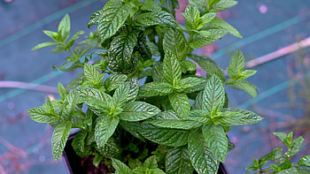 Spice seasoning, Mint plant extract, Flavor enhancement, Culinary ingredient HD wallpaper