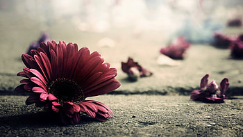 Red Flower, flowers, red HD wallpaper