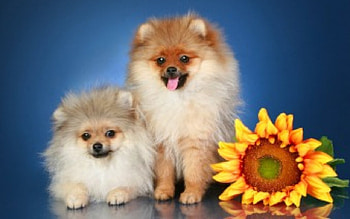 Cute dogs, animals, dogs, cute, flowers, pet HD wallpaper