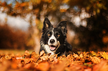 Border Collie, dog, muzzle, bokeh, outdoor HD wallpaper