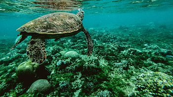 Underwater tranquility, Coral reef inhabitants, Peaceful sea turtles, Vibrant marine world HD wallpaper