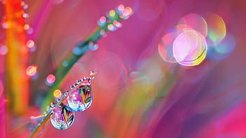 Dazzling Dew Drops, dew drop HD wallpaper