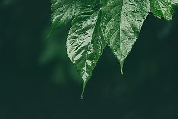 Macro, Wet, Drop, Leaflet HD wallpaper