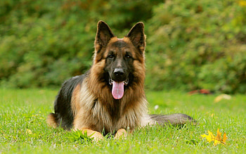 German Shepherd, Top quality, Stunning backgrounds, Dog lovers HD wallpaper