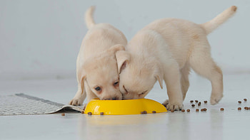 Pets, Puppy checklist, Pets at Home, Choosing a pet HD wallpaper